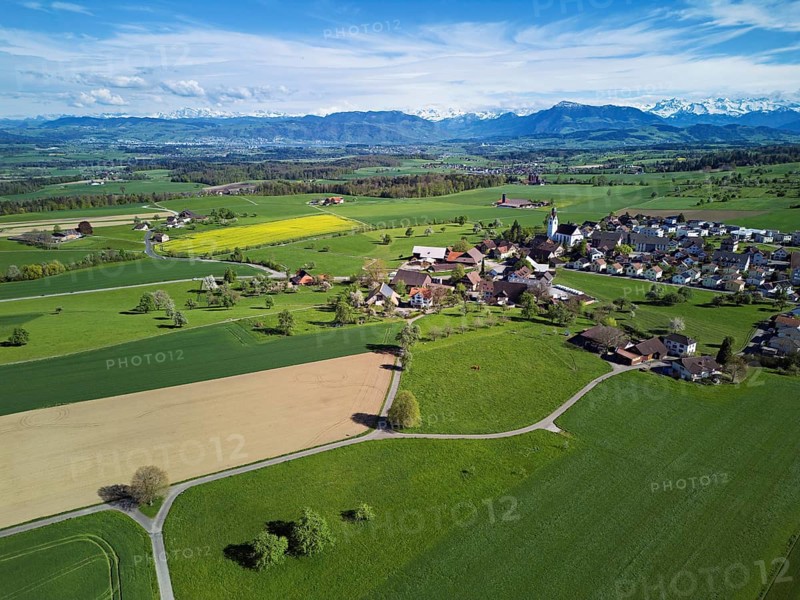 Village view with field of flowering rape, behind the Rigi and the snow-covered Alps, Beinwil, Freiamt, Canton, Aargau, Switzerland