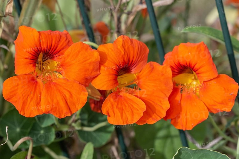 Nasturtium (Tropaeolum majus), Emsland, Lower Saxony, Germany