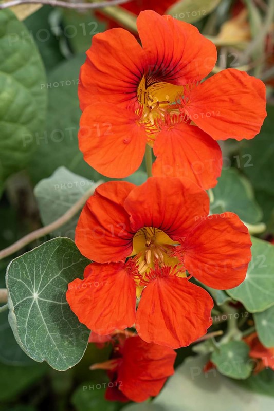 Nasturtium (Tropaeolum majus), Emsland, Lower Saxony, Germany