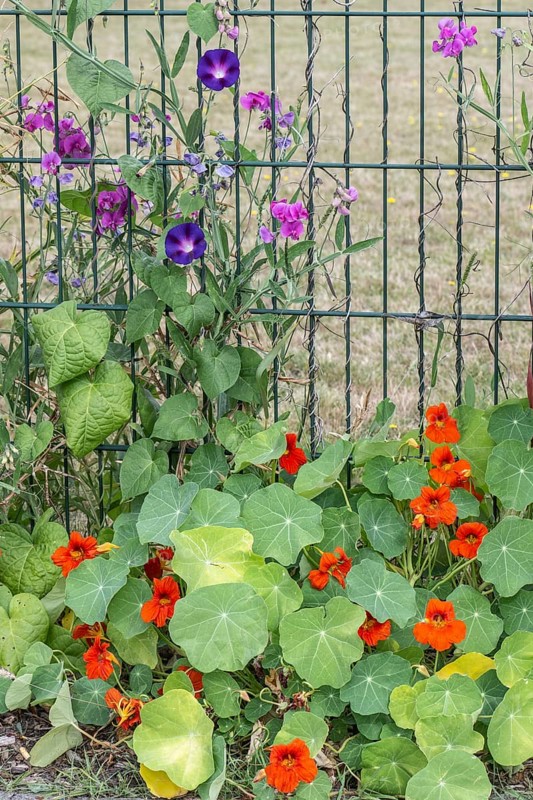 Nasturtium (Tropaeolum majus), perennial peavine (Lathyrus latifolius) and funnel bindweed (Ipomaea tricolor on a fence, Emsland, Lower Saxony, Germany