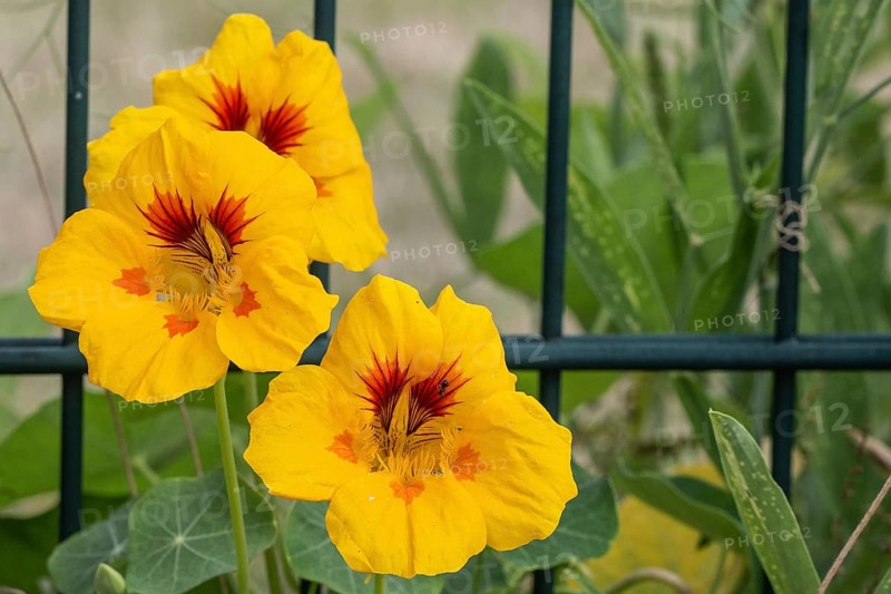Nasturtium (Tropaeolum majus), Emsland, Lower Saxony, Germany