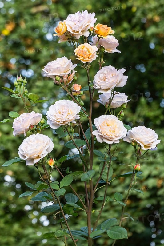 English shrub rose (Rosa Charles Austin), Emsland, Lower Saxony, Germany