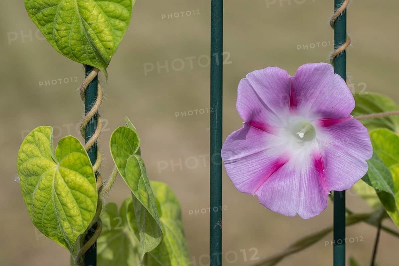 Funnel bindweed (Ipomaea tricolor), Emsland, Lower Saxony, Germany