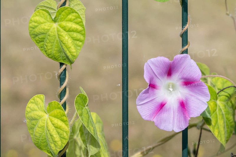 Funnel bindweed (Ipomaea tricolor), Emsland, Lower Saxony, Germany
