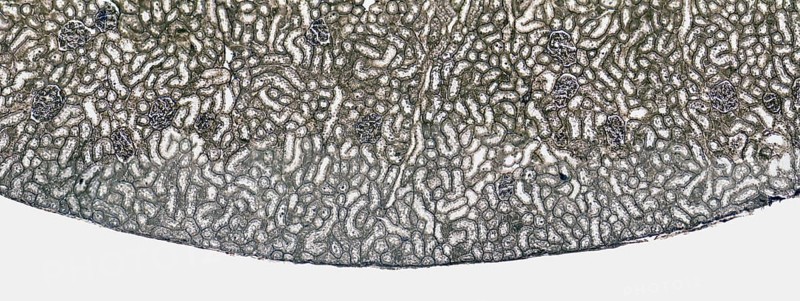 Microscopic cross section showing a detail of the kidney from a rat