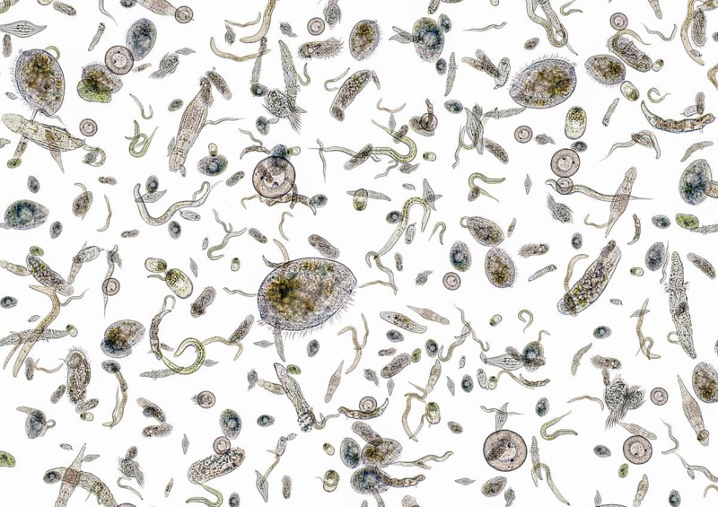Micrography showing lots of various freshwater microorganisms in light back