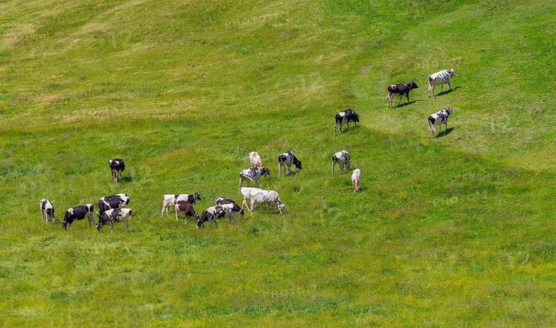 Cattle at Upper Allgaeu near Immenstadt in Bavaria, Germany