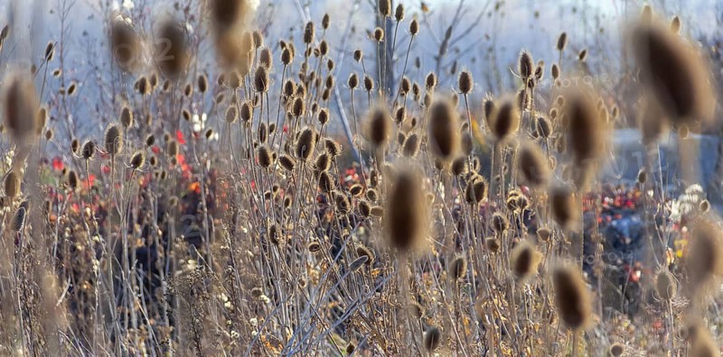 Sere teasel plants at autumn time