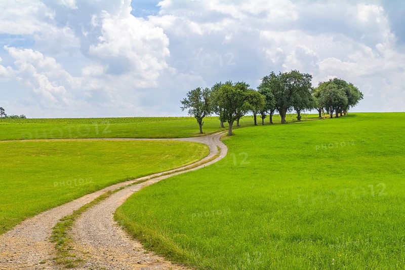 Rural scenery with grove, meadows and farm track at summer time