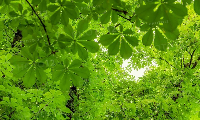 Lots of fresh green chestnut leaves