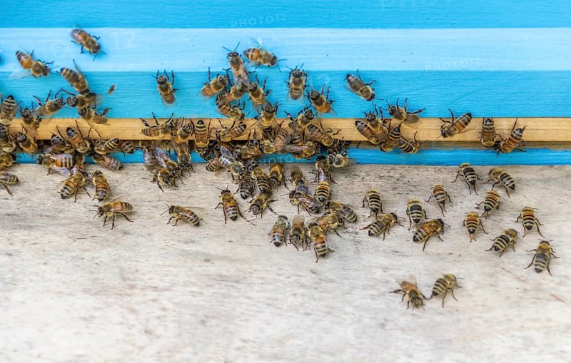 A beehive entrance with lots of bees
