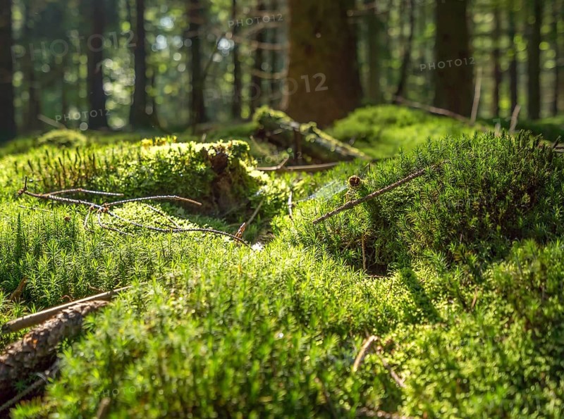 Sunny illuminated low angle forest scenery with moss and ground cover vegetation