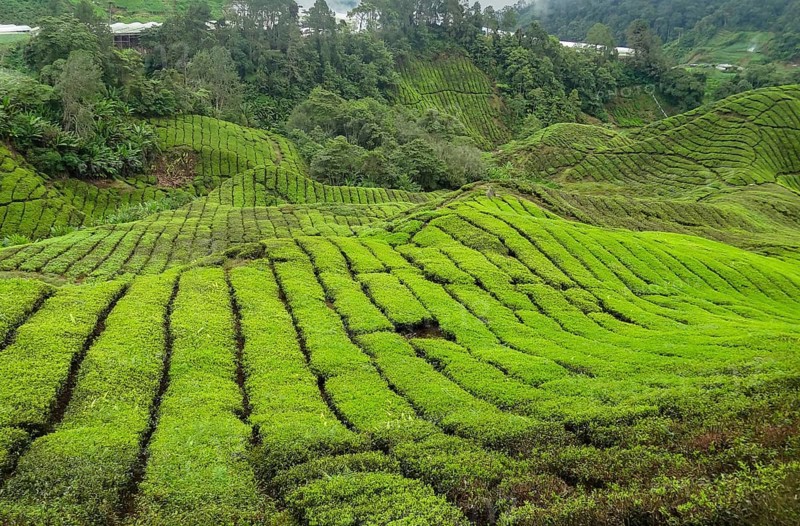 Tea plantation at the Cameron Highlands district in Malaysia
