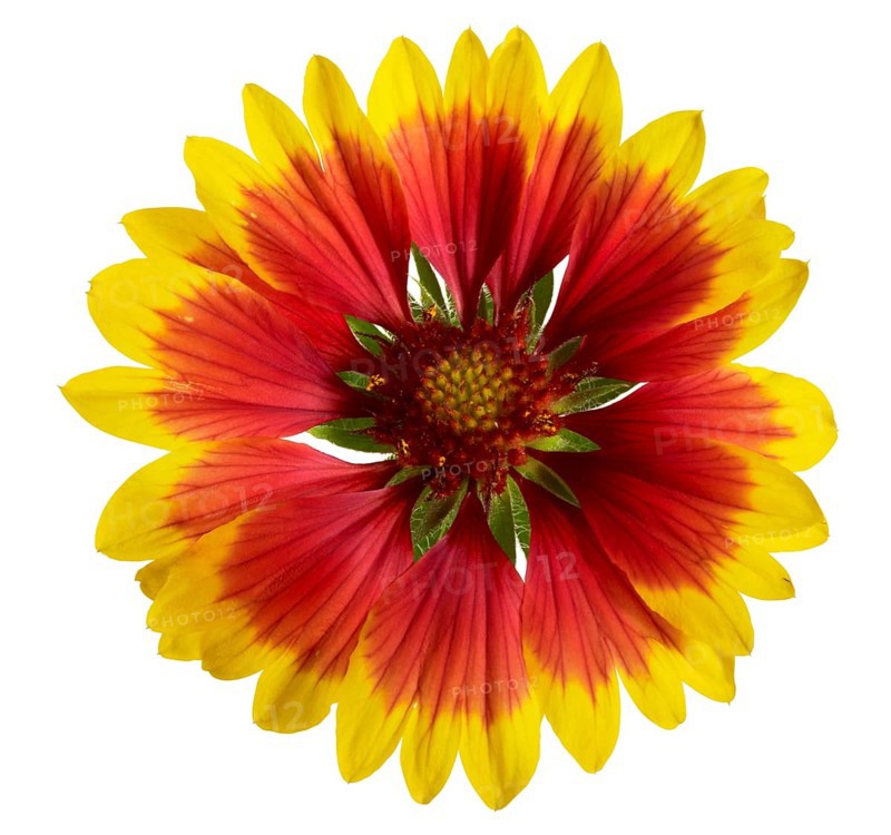 Blanket flower head in white back