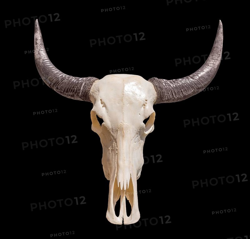 Horned animal skull in black back