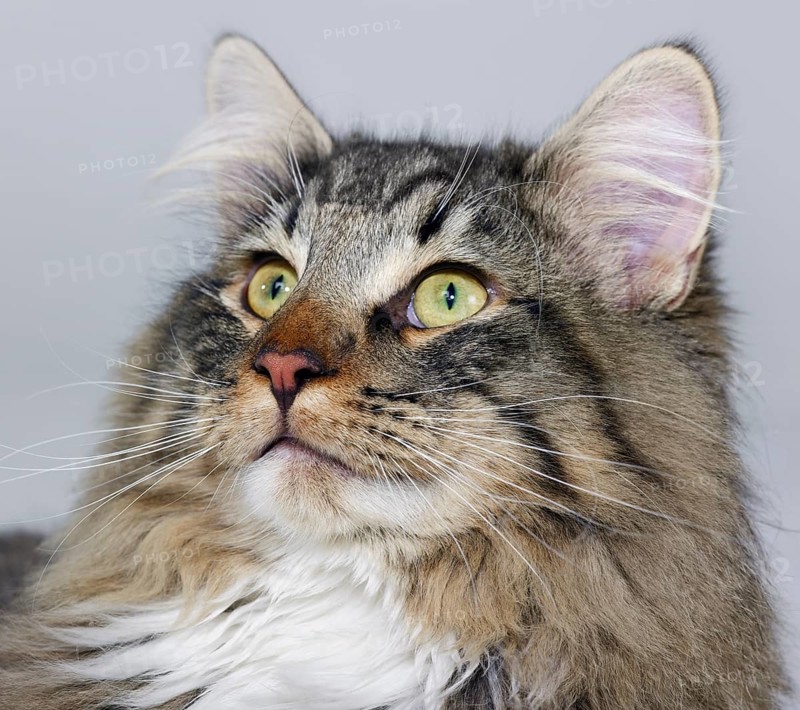 Portrait of a Norwegian Forest Cat