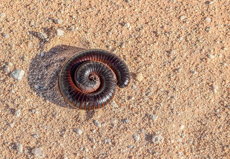 Huge rolled up millipede on sandy ground in Namibia