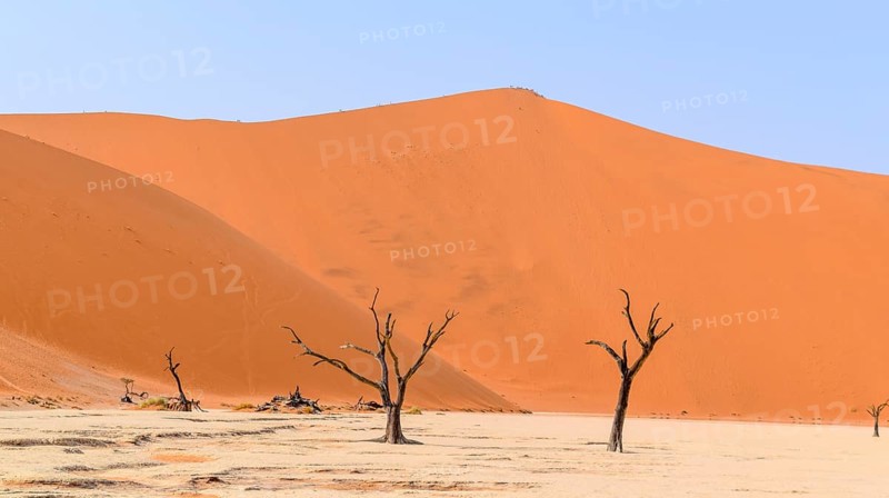 Namib desert scenery with dead acacia trees around Deadvlei in the Sossusvlei area in Namibia
