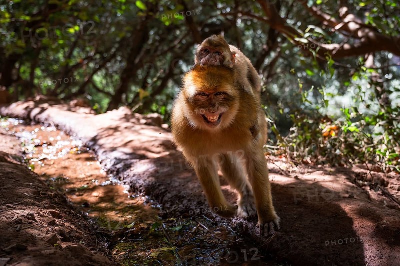 Mother and child of macaque monkey near the Ouzoud waterfall, Morocco