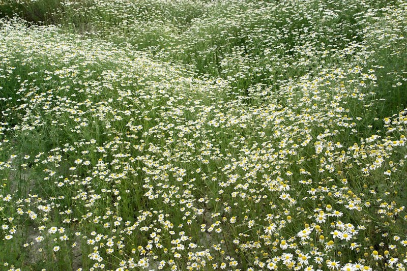 Natural field with lots of blooming Camomile plants