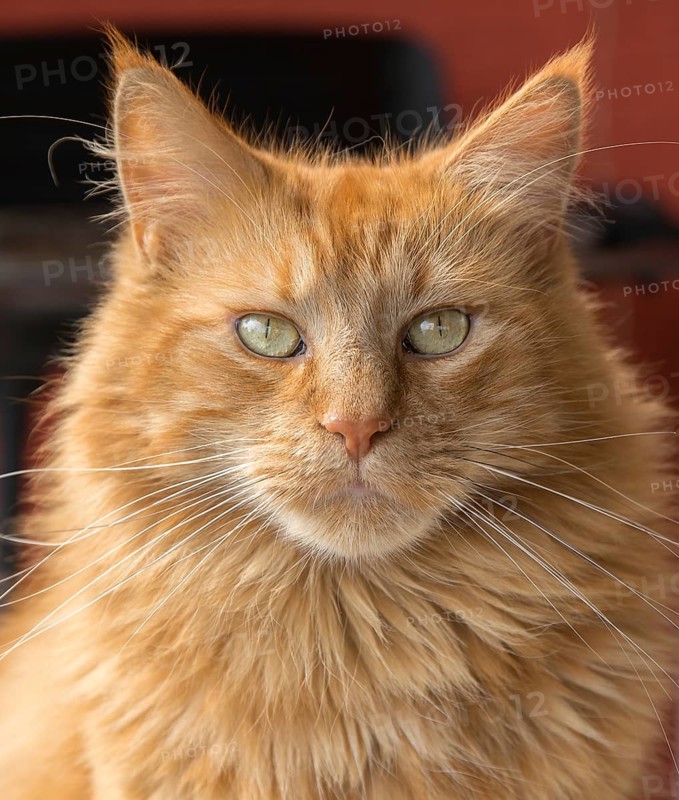 Portrait of a red brown Maine Coon cat