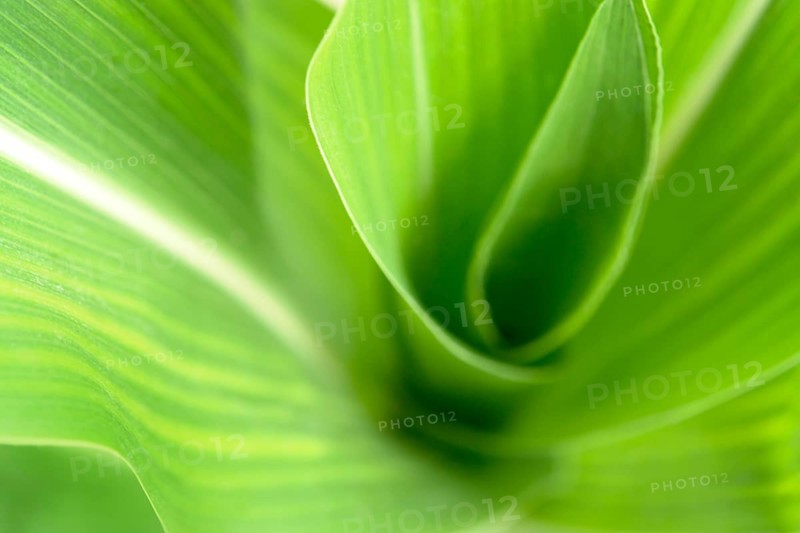Abstract full frame green corn plant detail