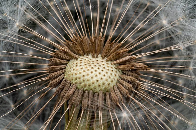 Macro shot of remaining attached dandelion seeds on partly bald flower head