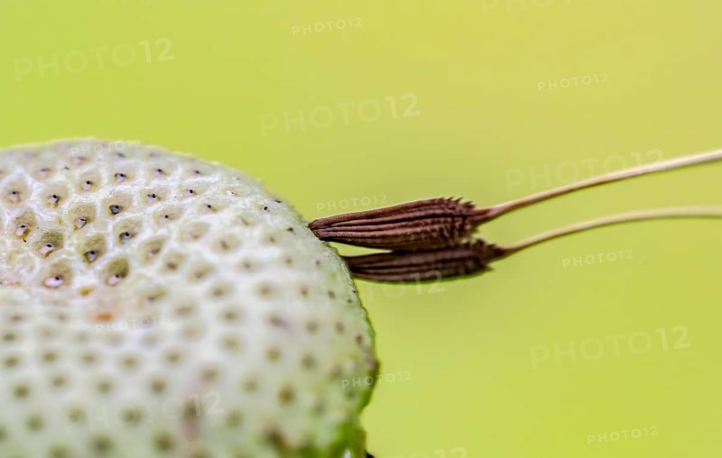 Macro shot of two remaining attached dandelion seeds on bald flower head