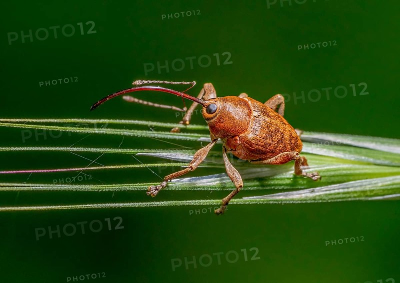 Sideways shot of a acorn weevil resting on a ear in green back