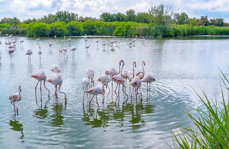 Riparian scenery including some flamingos around the Regional Nature Park of the Camargue in Southern France