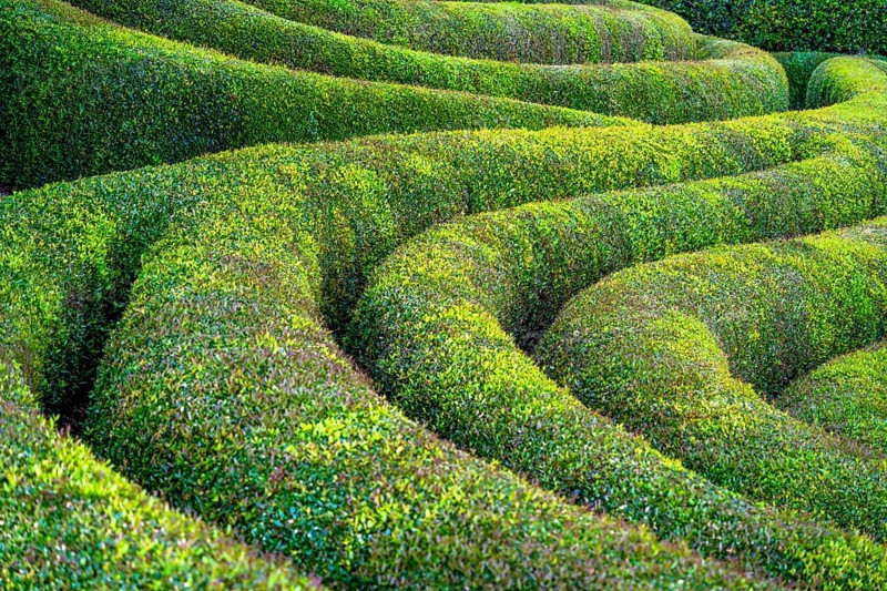 Idyllic garden scenery showing a long bent green hedge at summer time seen in Normandy, France