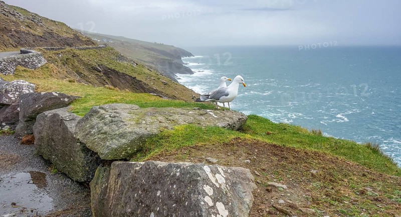 Coastal scenery including two seagulls near Dingle, a town in County Kerry, Ireland