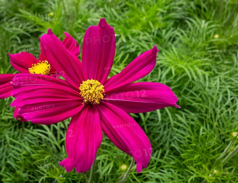 Vibrant pink garden cosmos flower closeup in natural green ambiance