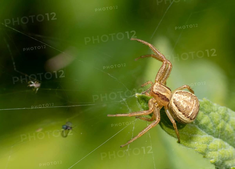Macro shot of a crab spider lurking on leaf edge