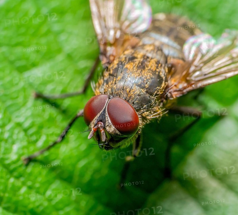 Macro portrait of a common cluster fly resting on a leaf in sunny ambiance