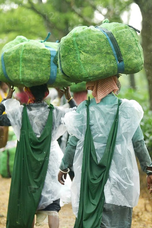 Agartala, Tripura, India, 17-07-2025: Tea garden workers covered themselves with plastic while they were working in a tea garden during a heavy rain in Durgabari tea garden on the outskirts of Agartala. Photo By-Abhisek Saha