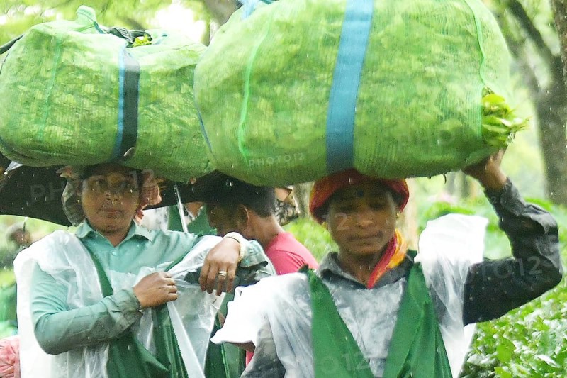 Agartala, Tripura, India, 17-07-2025: Tea garden workers covered themselves with plastic while they were working in a tea garden during a heavy rain in Durgabari tea garden on the outskirts of Agartala. Photo By-Abhisek Saha