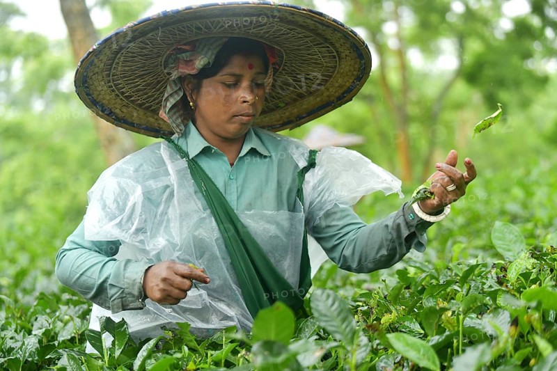 Agartala, Tripura, India, 17-07-2025: A tea garden worker covered herself with plastic while she plucks tea leaves in a tea garden during a heavy rain in Durgabari tea garden on the outskirts of Agartala, capital of the Northeastern state of Tripura, India. Photo By-Abhisek Saha