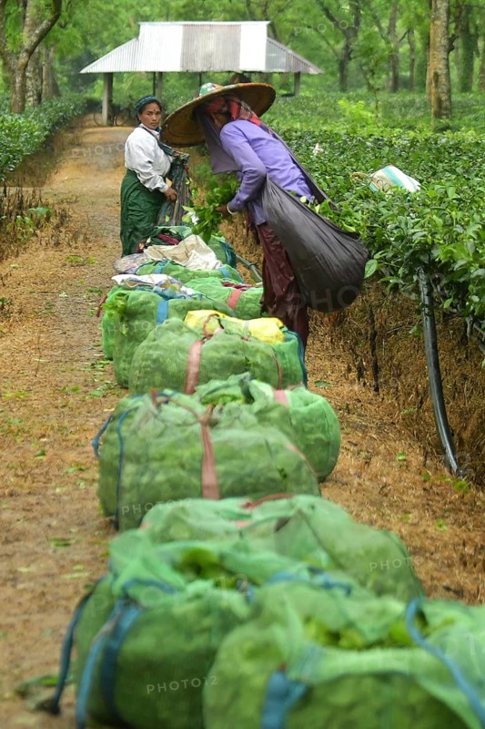 Agartala, Tripura, India, 17-07-2025: Tea garden workers working in the tea garden during a heavy rain in Durgabari tea garden on the outskirts of Agartala. Photo By-Abhisek Saha