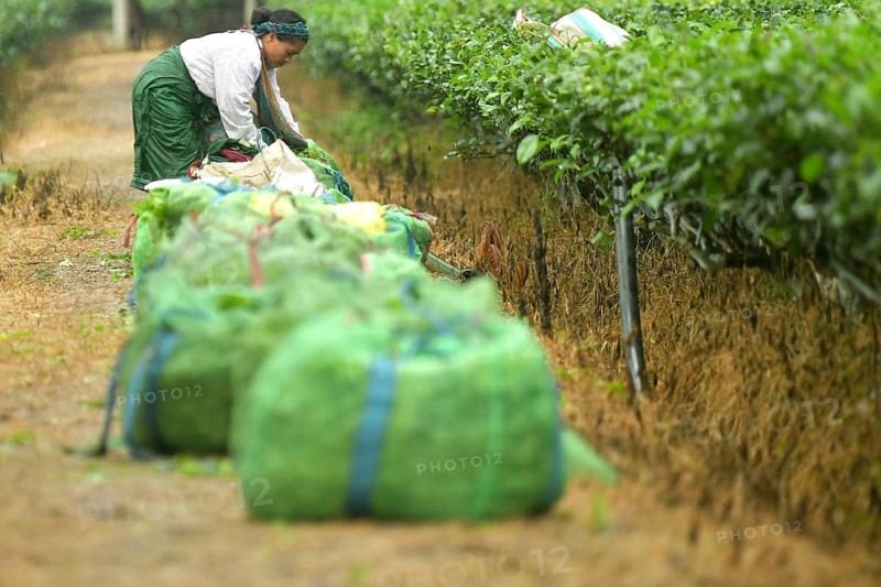 Agartala, Tripura, India, 17-07-2025: A tea garden worker works in a tea garden during a heavy rain in Durgabari tea garden on the outskirts of Agartala. Photo By-Abhisek Saha