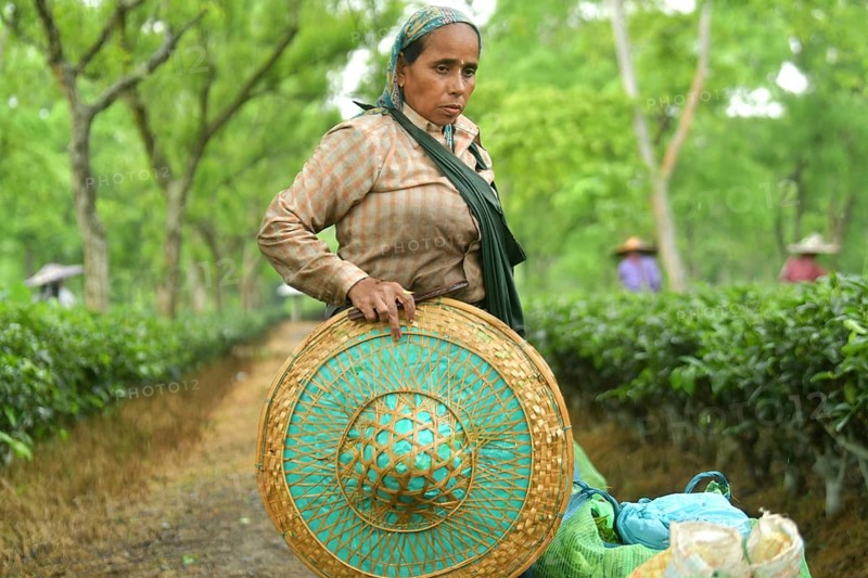Agartala, Tripura, India, 17-07-2025: A tea garden worker works in a tea garden during a heavy rain in Durgabari tea garden on the outskirts of Agartala. Photo By-Abhisek Saha