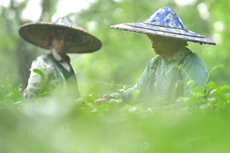 Agartala, Tripura, India, 17-07-2025: Tea garden workers pluck tea leaves during a heavy rain in Durgabari tea garden on the outskirts of Agartala. Photo By-Abhisek Saha