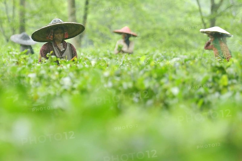Agartala, Tripura, 17-07-2025: Tea garden workers pluck tea leaves during a heavy rain in Durgabari tea garden on the outskirts of Agartala. Photo By-Abhisek Saha