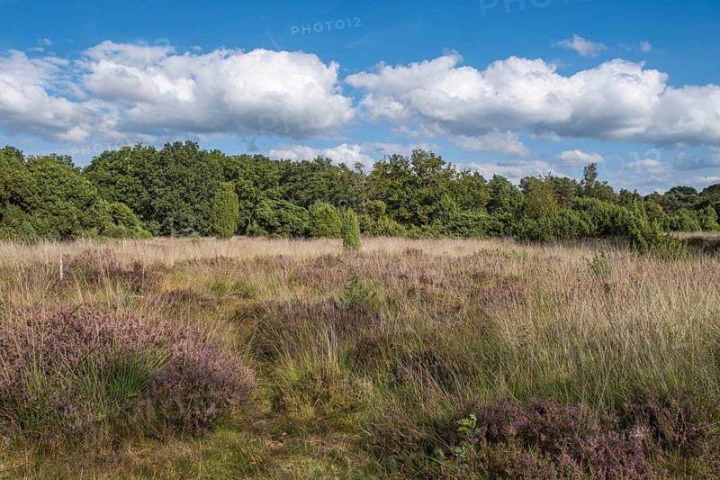Buurserzand nature reserve, province of Oberjissel, Haaksbergen, Netherlands