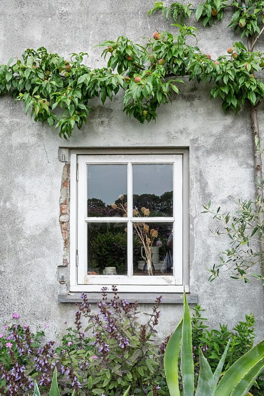 Mullioned window in a rustic house wall with plants and a peach tree with fruit, Netherlands
