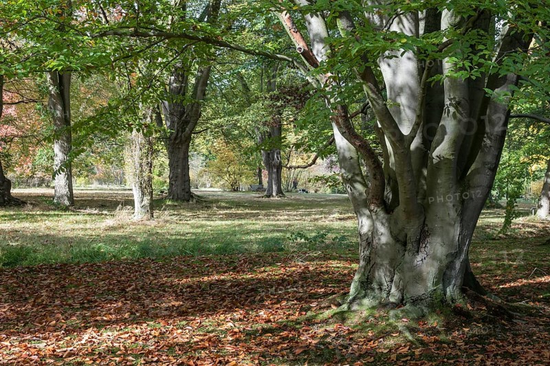 Arboretum Poortbulten, De Lutte, Province of Overijssel, Netherlands