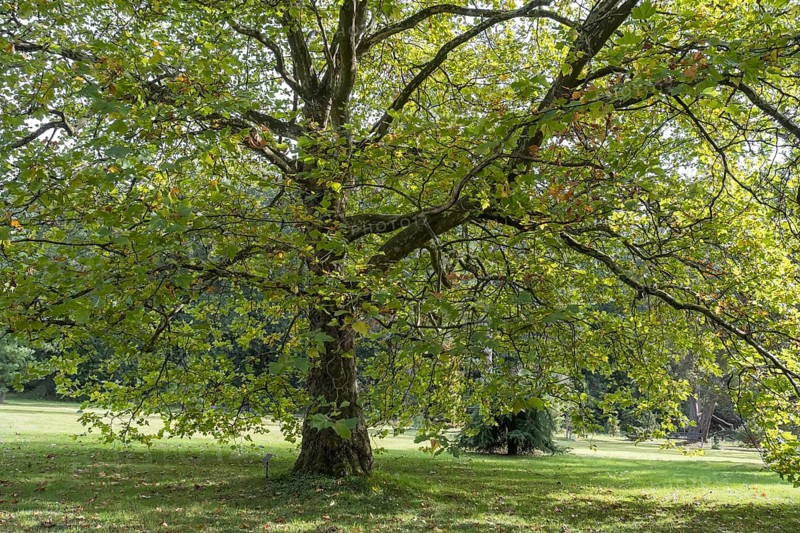 Oriental plane tree (Platanus orientalis), Arboretum Poortbulten, De Lutte, province of Overijssel, Netherlands