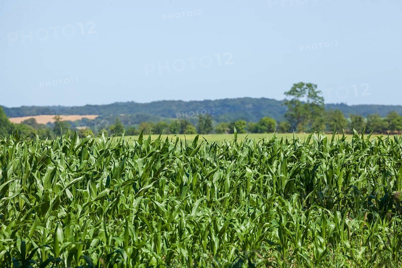 Cornfield, Landscape, Lauterbach, Putbus, Island of Rügen, Mecklenburg-Western Pomerania, Germany