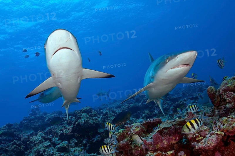 Underwater photo of two Grey reef sharks (Carcharhinus amblyrhynchos) swimming Grey reef shark swimming over reef edge edge of tropical coral reef at up to 8850 m deep Yap Trench in western Pacific Ocean turns directly in front of viewer, Pacific Ocean, Yap Island, Yap State, Caroline Islands, FSM, Federated States of Micronesia, Australia, Oceania