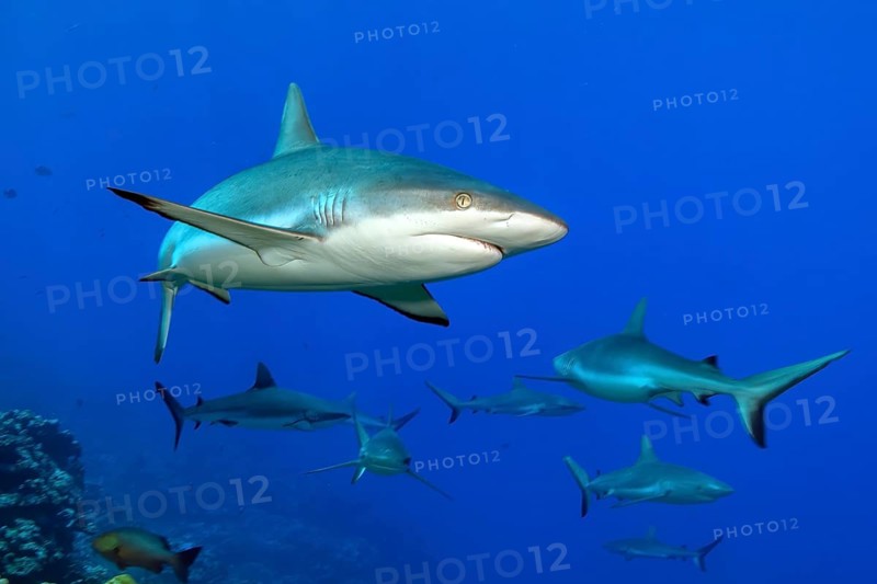 Underwater photo of group of grey reef sharks (Carcharhinus amblyrhynchos) Grey reef shark swimming with spread fins shark fins shark fins towards observer very close to observer, tropical seas, Indian Ocean, Indo-Pacific, Pacific Ocean